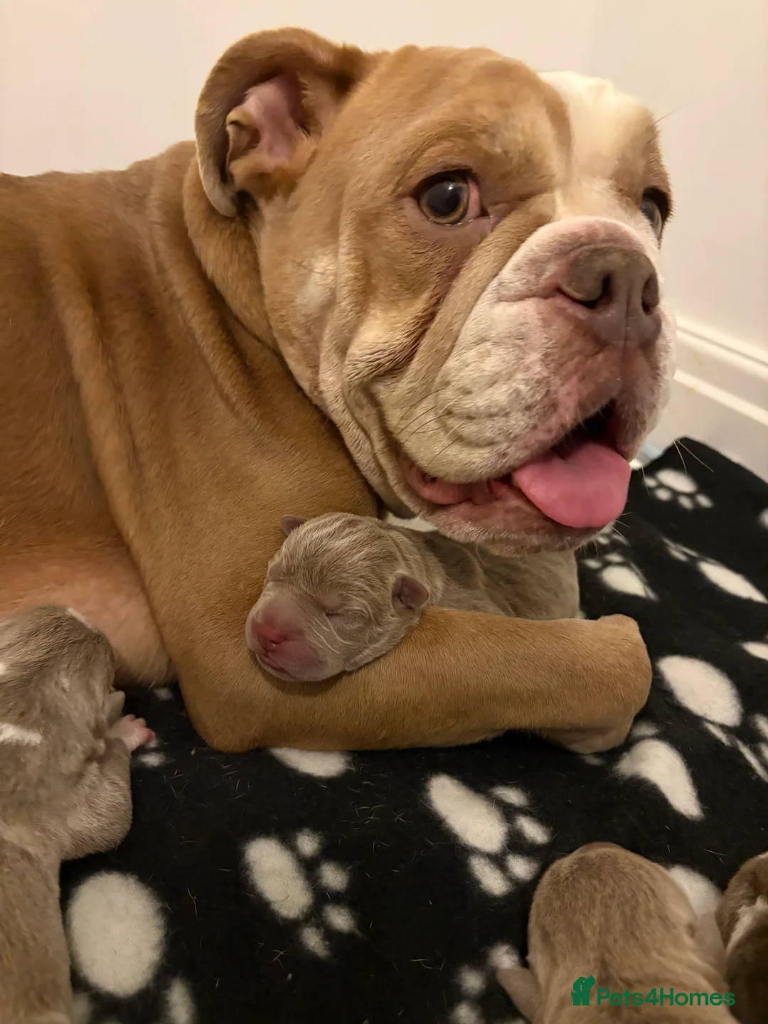Mixed Breed dogs for sale: Bull-pei pups 🐶  in Preston - Advert 1