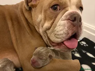 Mixed Breed dogs Bull-pei pups 🐶 - Advert 2