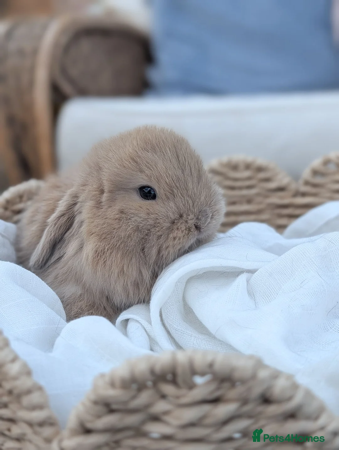 Mini Lop rabbits for sale: Mini Lop Babies  - Advert 2