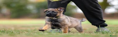 German Shepherd 1