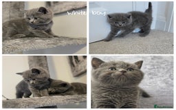 British Shorthair cats for sale: BSH kittens 💙🖤 - Image 4