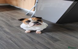 English Bulldog dogs for sale: Rehoming my English bulldog Bonnie  - Advert 1