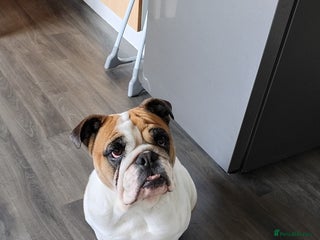 English Bulldog dogs Rehoming my English bulldog Bonnie - Advert 1