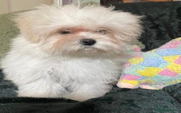 Maltipoo dogs for sale: maltipoo puppies for sale  - Image 9