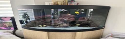 Cichlids fish for sale: Corner aquarium full set up - Advert 2