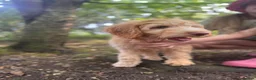 Australian Labradoodle dogs for sale: Last 2 Adorable Australian Labradoodles - Advert 20