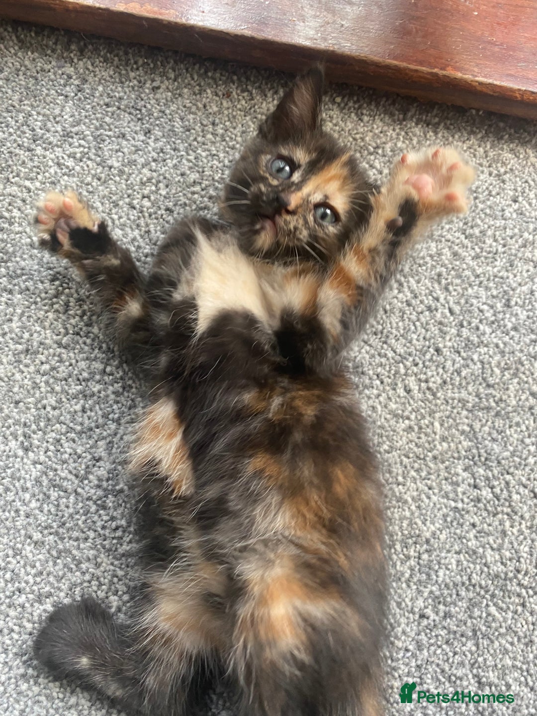 Domestic Shorthair cats for sale: 1 male and 3 female kittens ready next week  - Image 9