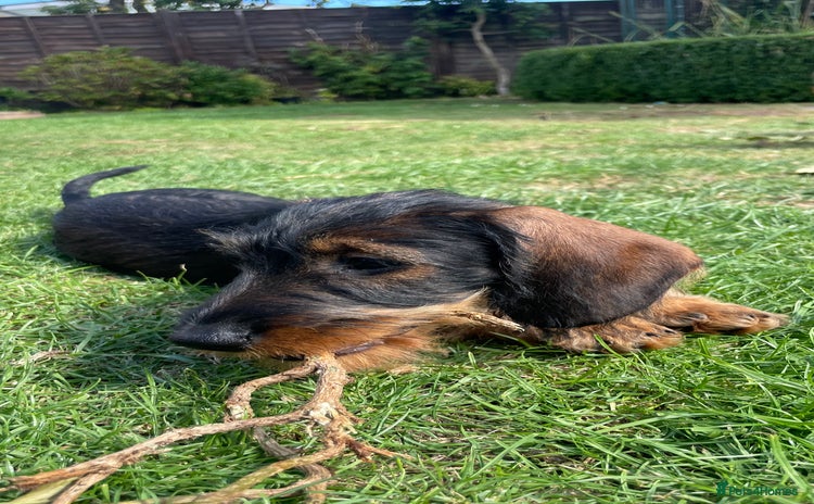 Dachshund dogs - Advert 2