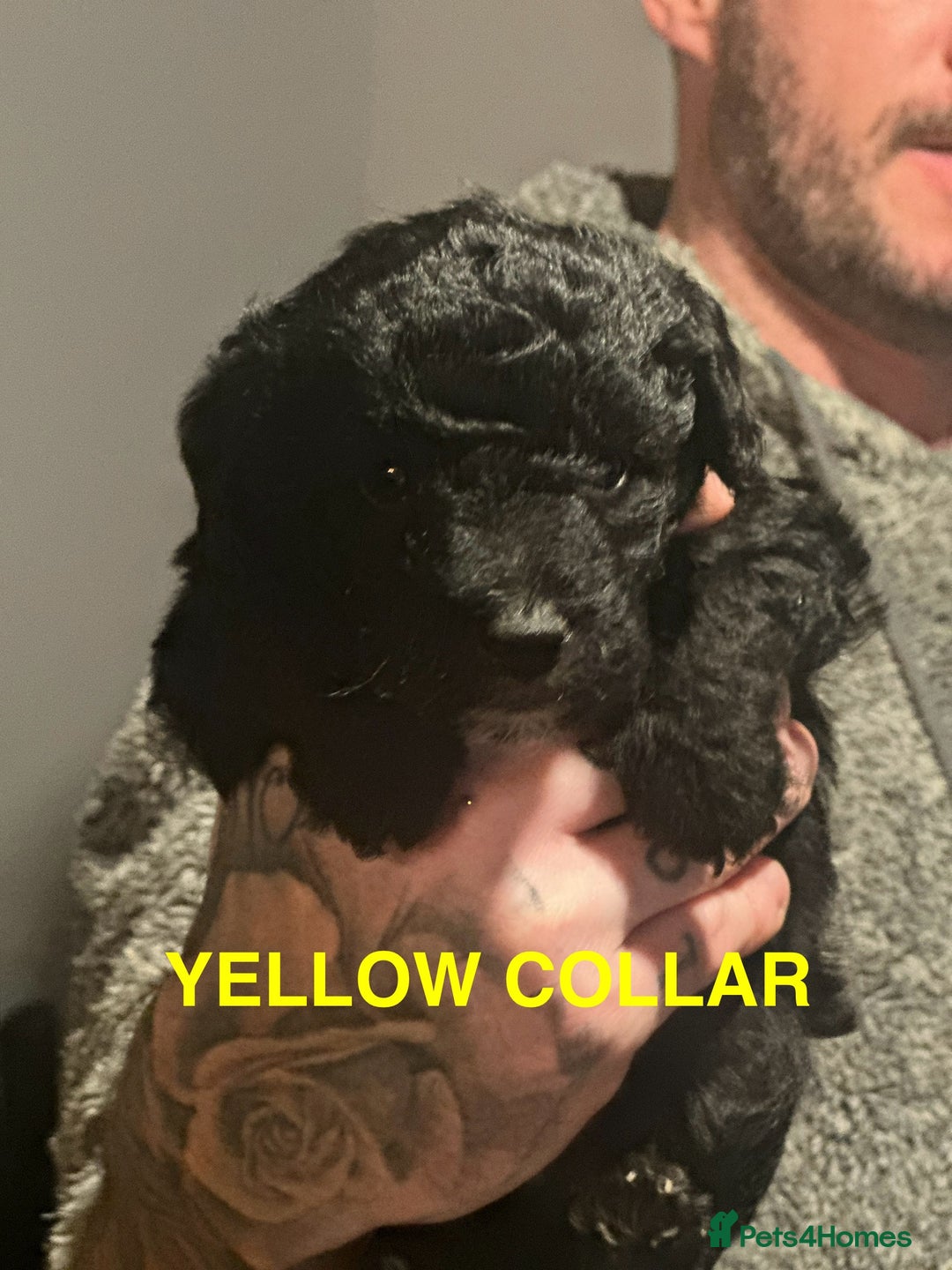 Bordoodle dogs for sale: F1B Bordoodle Puppies - Image 8