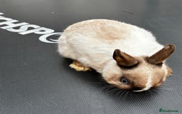 Netherland Dwarf rabbits for sale: Female and male rabbits - Image 5