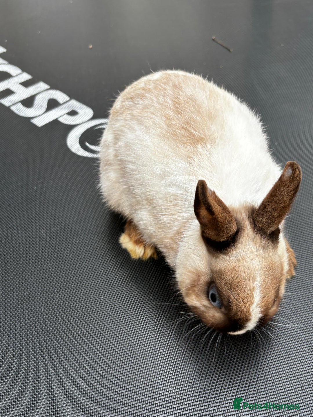 Netherland Dwarf rabbits for sale: Female and male rabbits - Image 5