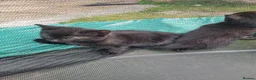 Mixed Breed cats for sale: Kittens looking for responsible& safe forever home in Birmingham - Advert 3