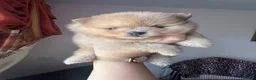 Pomeranian dogs for sale: Small pedigree puppies - Advert 17