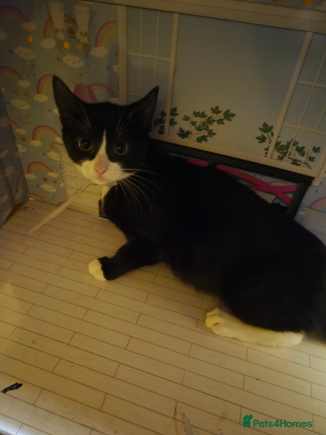 Mixed Breed cats for sale: One adult cat and 4 kittens - Advert 3