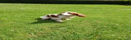 Cocker Spaniel dogs for stud: Lemon and White Cocker Spaniel For Stud - Advert 4