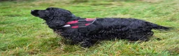 Cocker Spaniel dogs for sale: Show Cocker Spaniel K.C. Registered - Advert 5