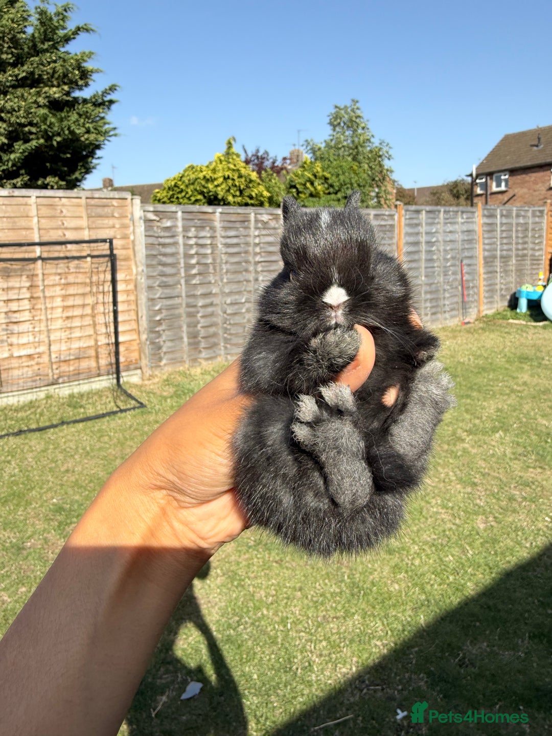 Netherland Dwarf rabbits for sale: •AVAILABLE• Pedigree Netherland Dwarf Baby BunnIes - Image 8