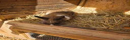 Mixed Breed rabbits for sale: Bunnies in Boldon Colliery - Advert 15