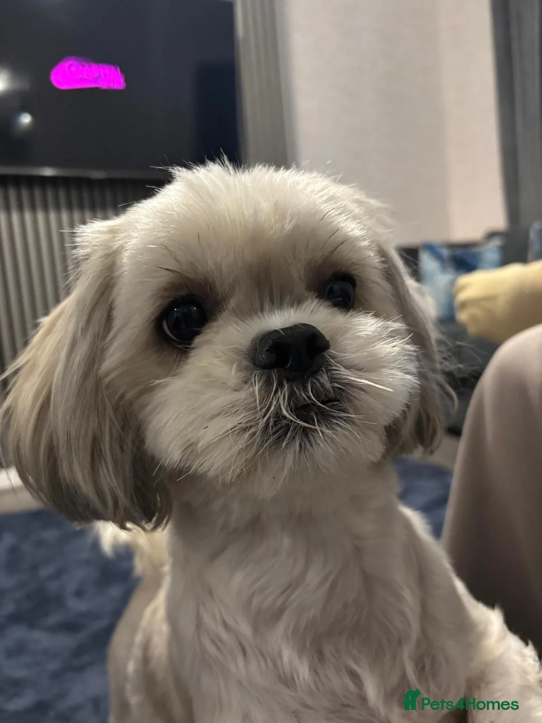 Shihpoo dogs for sale: Shih tzu X miniature poodle puppies - Advert 2