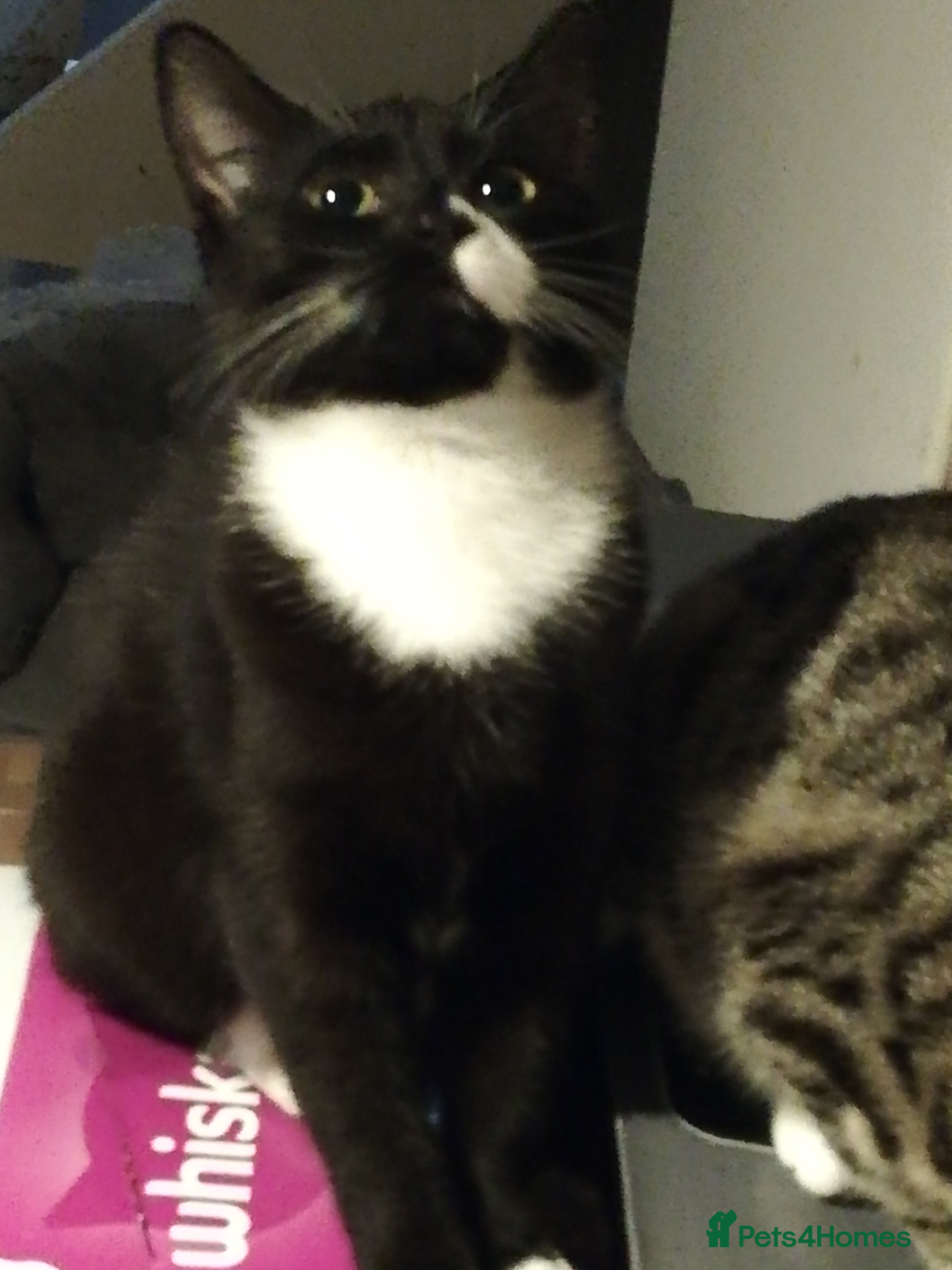 Bengal cats Miss Bahja Abdi  - Advert 11