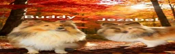 Shetland Sheepdog dogs for sale: Tow stunning little girls  - Advert 2