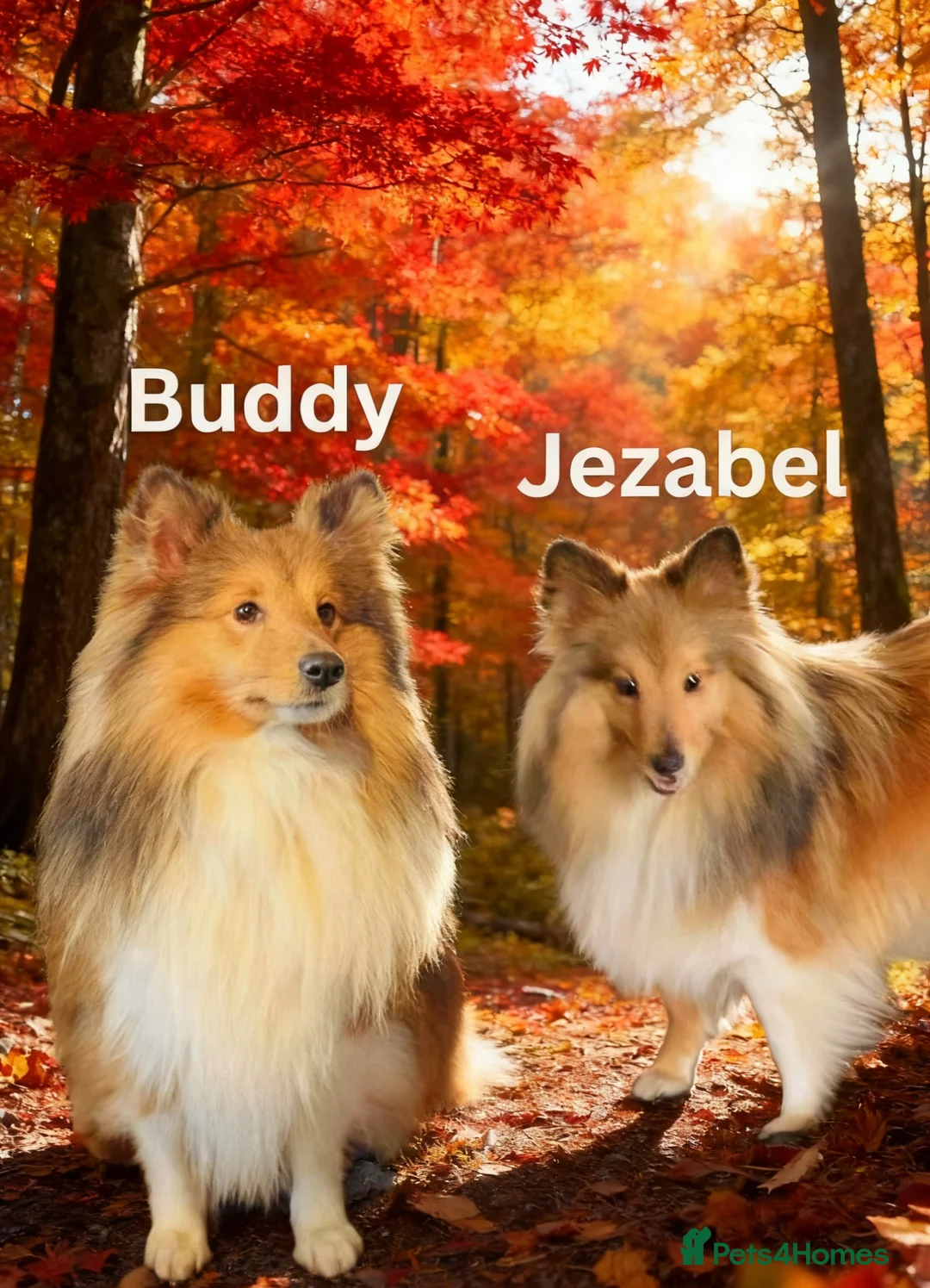 Shetland Sheepdog dogs for sale: Tow stunning little girls  - Advert 2