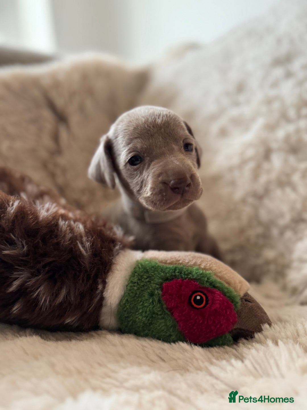 Weimaraner dogs for sale:  KC Reg Weimaraner Pups from Champion Bloodlines ✨ - Image 12