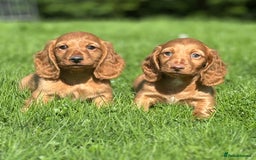 Dachshund dogs for sale: Beautiful miniature long hair dachshund - Image 2