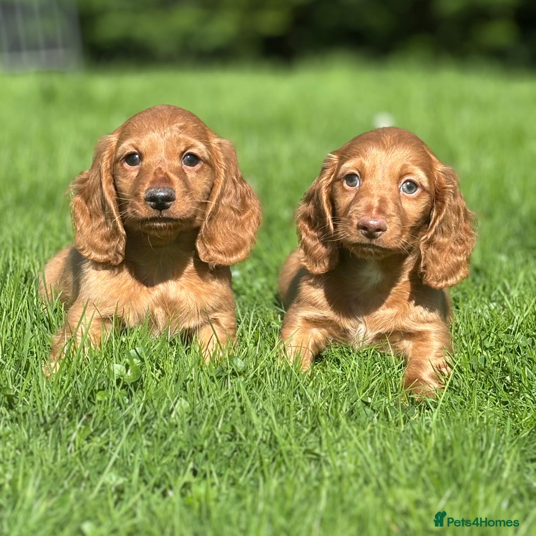 Dachshund dogs for sale: Beautiful miniature long hair dachshund - Image 2