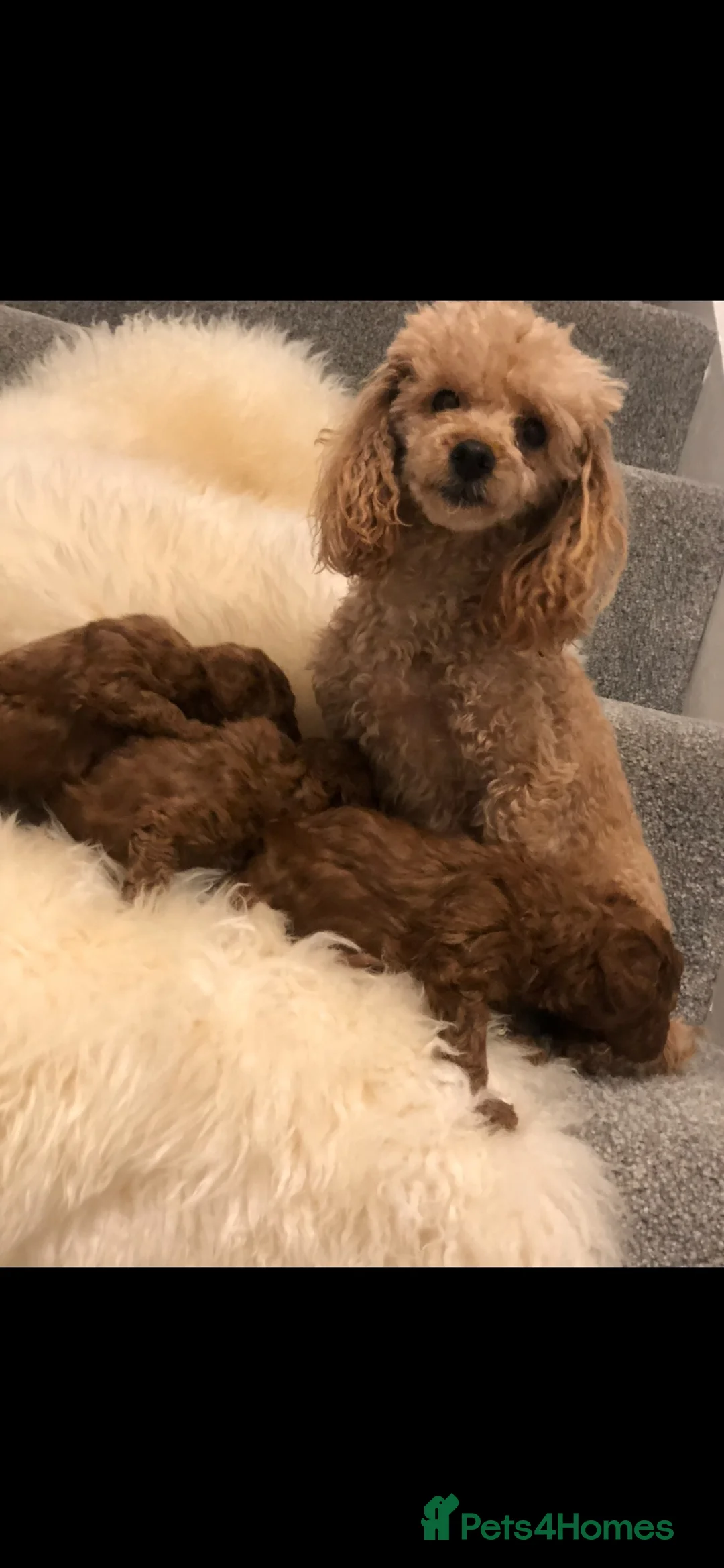 Toy Poodle dogs for sale: True toy poodle girls PRA clear  - Advert 2