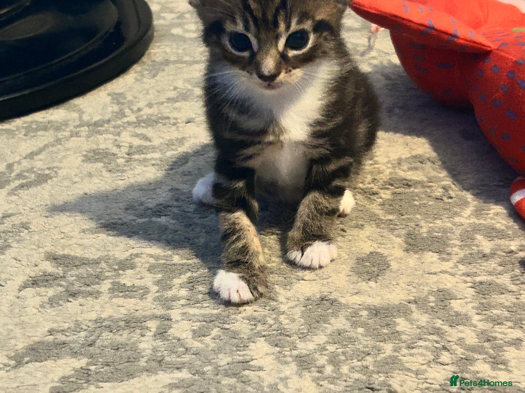 Mixed Breed cats for sale: Bengal x Bombay - Image 1