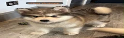 Alaskan Malamute dogs for sale: READY NOW Champion line KC Alaskan Malamute Pups  - Advert 11