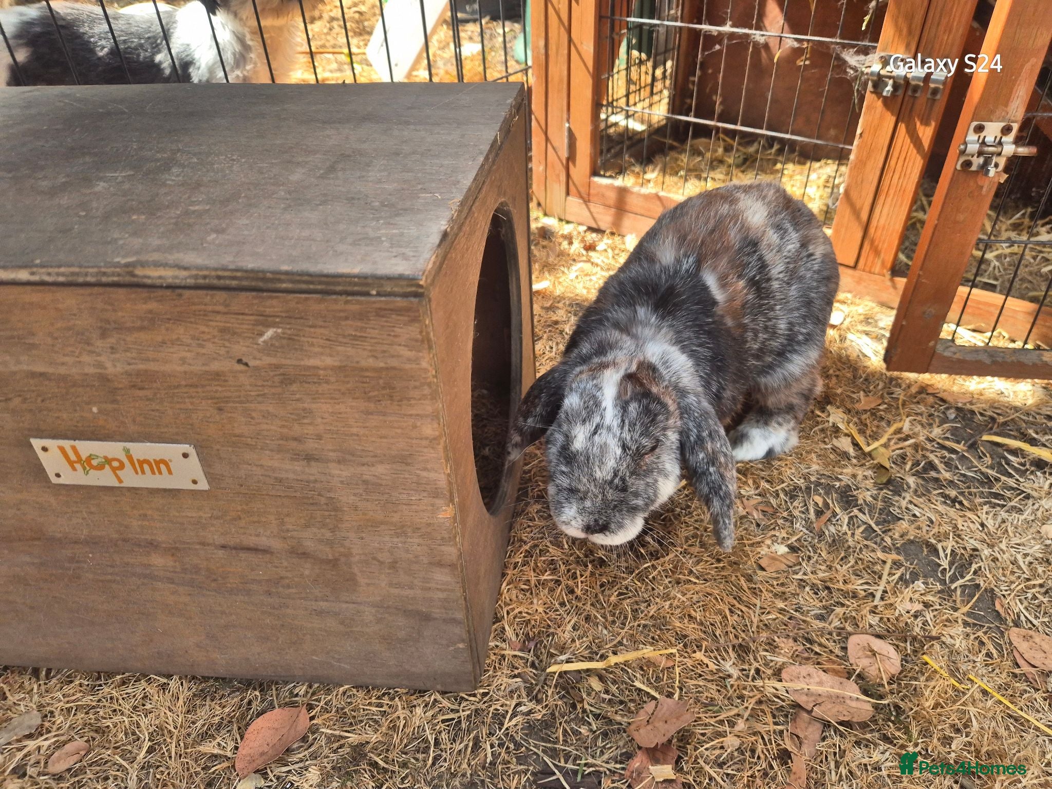 Mixed Breed rabbits Lovely male lop - Advert 1