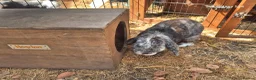 Mixed Breed rabbits for sale: Lovely male lop - Advert 1