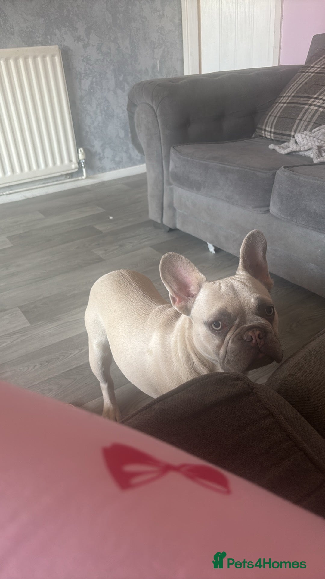French Bulldog dogs for sale: Cream male French bulldog - Image 2