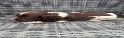English Springer Spaniel dogs for sale: 🐶 KC REG GIRL,  READY THIS FRIDAY 🐶 - Advert 6