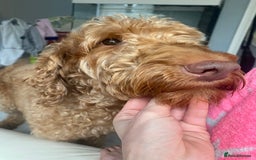 Labradoodle dogs for sale:  Australian Labradoodles Show Cocker Spaniel - Image 31