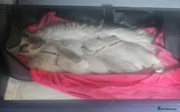Ragdoll cats for sale: Tica registeeed tabby bicolour ragdolls - Image 40
