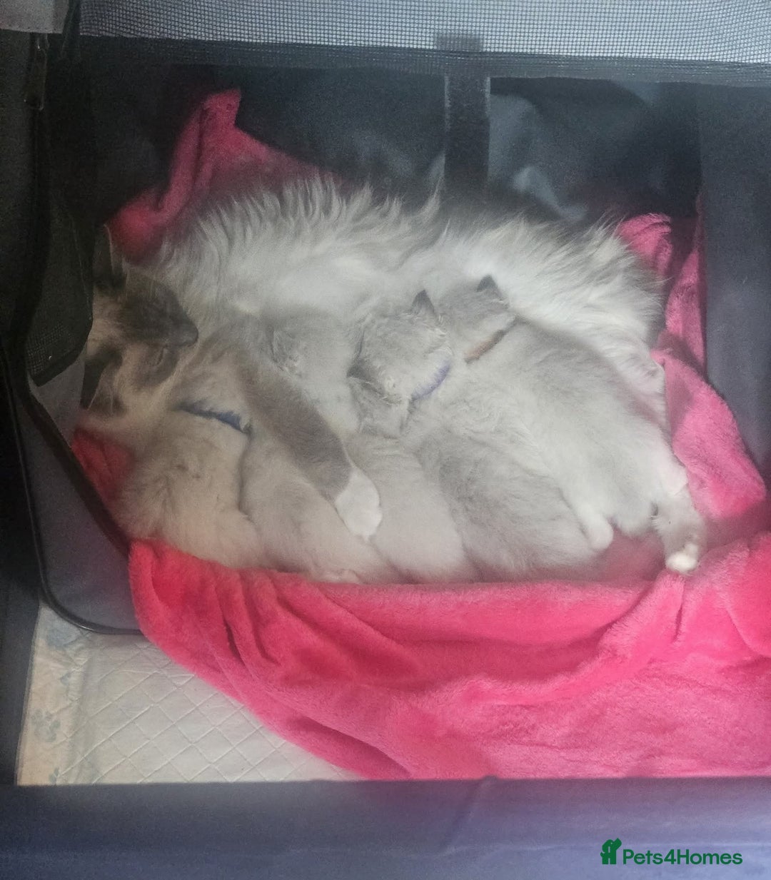 Ragdoll cats for sale: Tica registeeed tabby bicolour ragdolls - Image 40