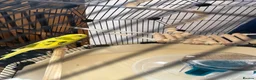 Budgerigars birds for sale: 2 budgies and Omlet cage for sale - Advert 4