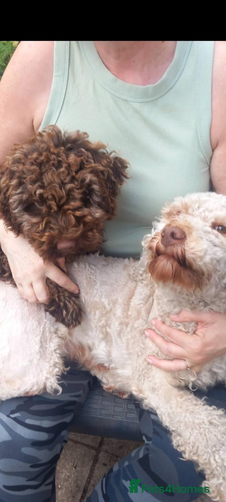 Lagotto Romagnolo dogs Lagotto Romagnolo Puppy - Advert 2