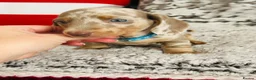 Miniature Dachshund dogs for sale: Beautiful miniature dachshund puppies - Advert 29