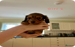 Miniature Dachshund dogs for sale: UPDATED PHOTOS - Long Haired Miniature Dachshunds  - Image 8