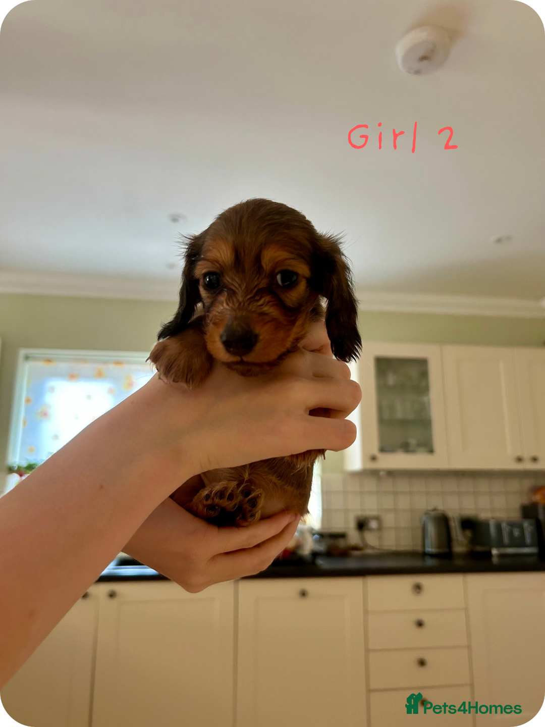 Miniature Dachshund dogs for sale: UPDATED PHOTOS - Long Haired Miniature Dachshunds  - Image 8