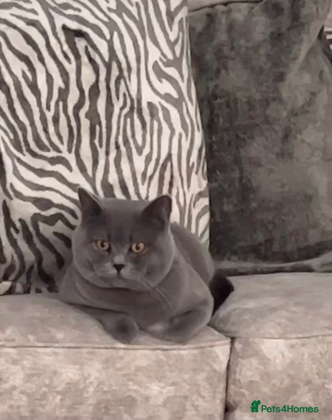 British Shorthair cats for stud: 🐈‍⬛ GIZZY THE STUD 🐈‍⬛ GCCF AND TICA REGISTERED  in Solihull - Advert 26