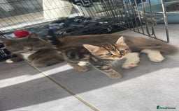 British Longhair cats for sale: British blue cross maincoon  - Image 9