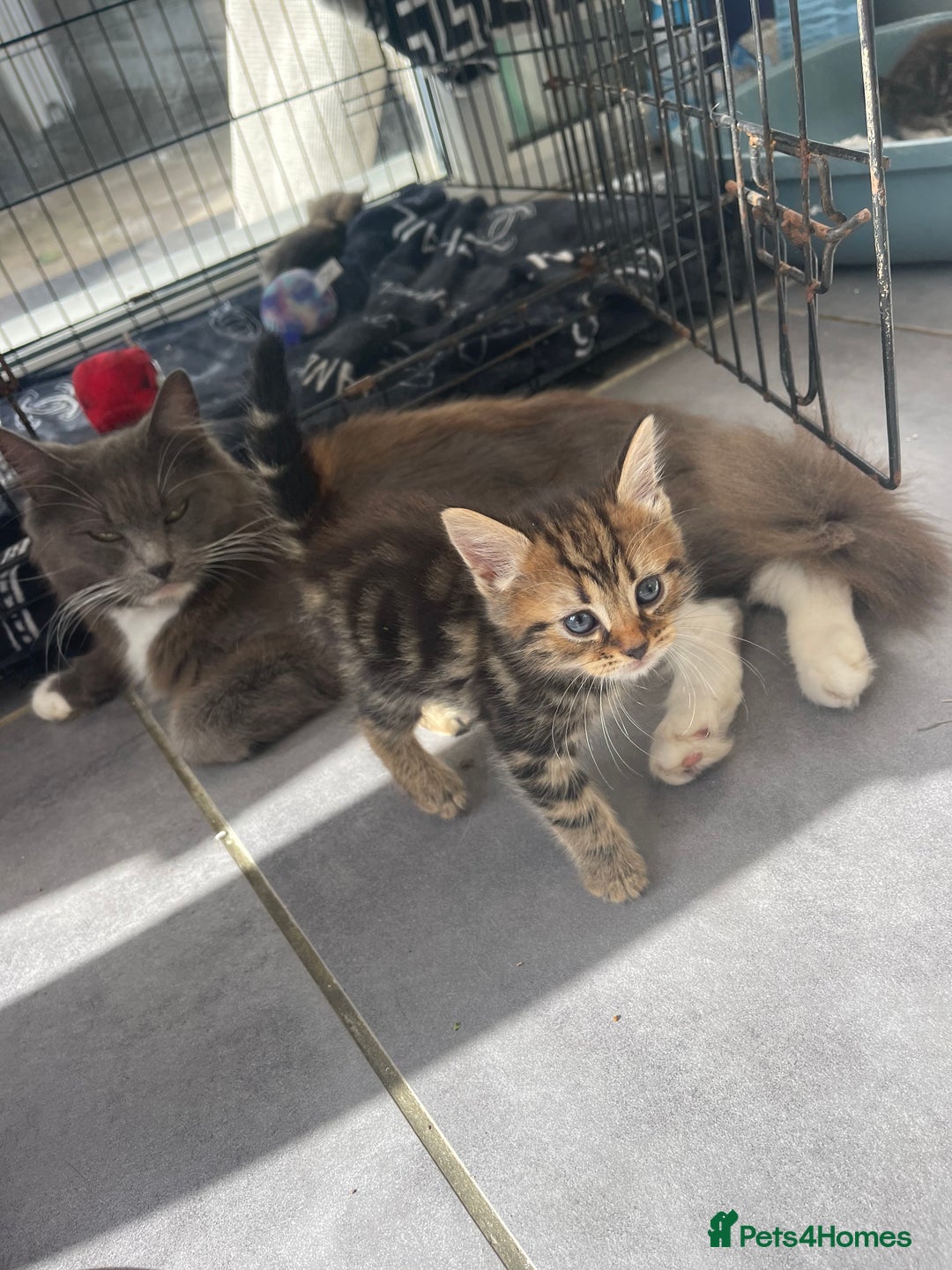 British Longhair cats for sale: British blue cross maincoon  - Image 9