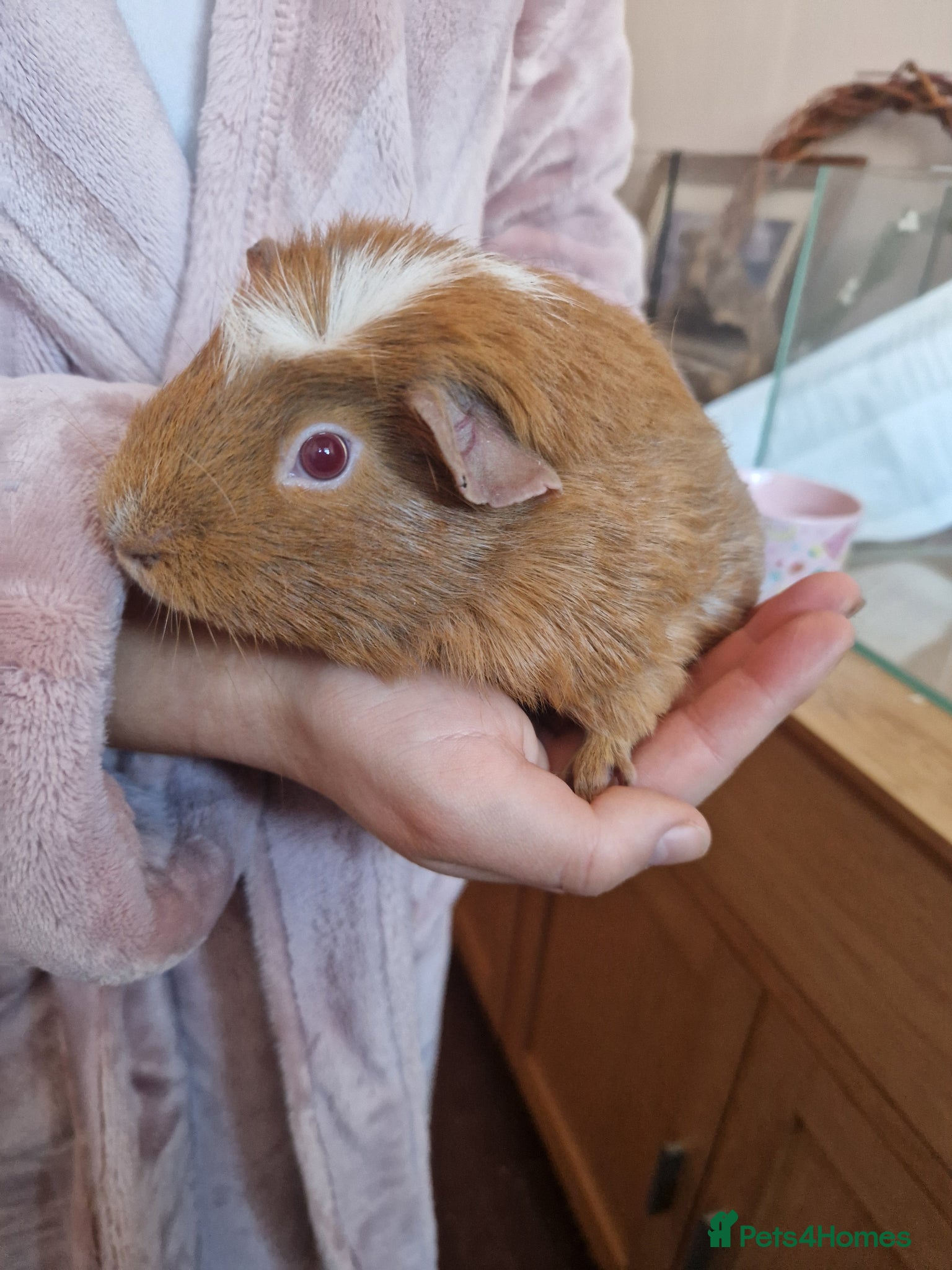 Guinea Pig rodents 2 FEMALE BONDED SOWS - Advert 3