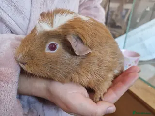 Guinea Pig rodents 2 FEMALE BONDED SOWS - Advert 6