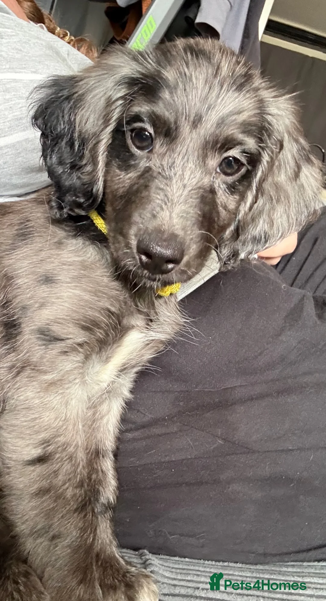 Cockapoo dogs for sale: Female Merle Cockapoo in London - Advert 6